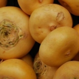 Berba repe: kako čuvati za zimu